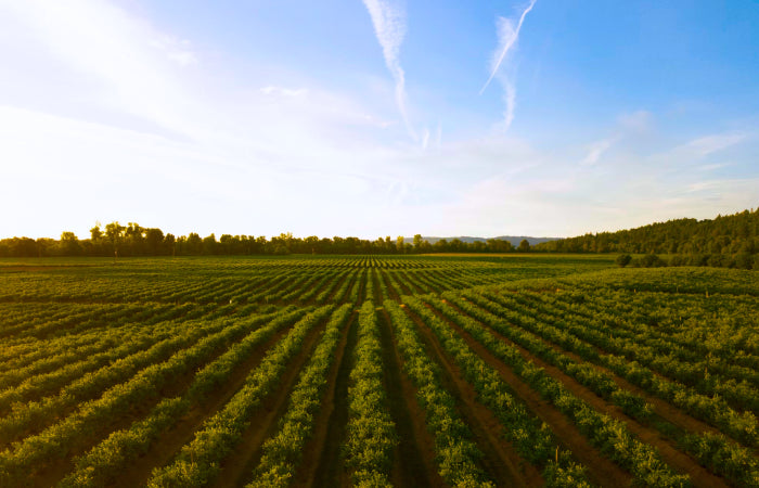 Agriculture & Off-Highway